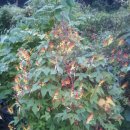 장현3리 이미지