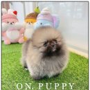 온퍼피 프리미엄 전주강아지분양 본점 이미지