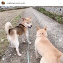 미소 Daum카페