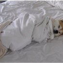 바람난강아지 이미지