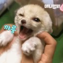 심쿵하게 하는 사막여우 레전드.gif 이미지