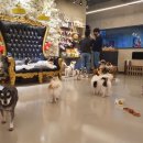 오르치그로치 이미지