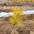 황금슈퍼 이미지