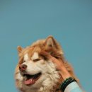 김포씨엘동물의료센터 이미지