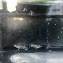 에스엔알(SNR) 이미지