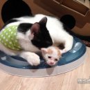 금동이PC 이미지