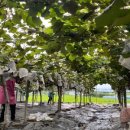 백송 농장 이미지