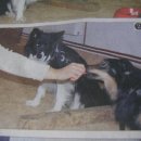 우두머리 이미지