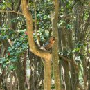 오동도식당 | [여수] 가볼만한 곳 오동도 방문 후기 및 동백꽃 개화 현황 (2월/4월)