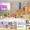 힐링캐터리 이미지