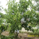 순이농장 이미지