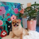 마미몽 펫샵 이미지