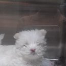 24시 웰니스 동물 의료센터 이미지