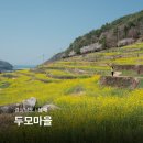 남해 두모마을 유채꽃메밀꽃단지 유채꽃밭 애견동반 여행지