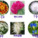 지난해 9월에 보았던 꽃들 이미지 이미지