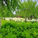 밭도 만나고! - 공주시 유구<b>색동</b>수국정원, 옥녀봉...