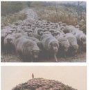 호서목장 이미지