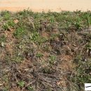 마룡농장 이미지