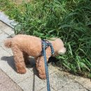 럽포포(Love for Paw) | 위례 '럽포포' 반려견 미용 및 아로마 스파 전문, 푸들 가위컷 후기