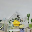 준 아크릴 | 크레스티드 게코 도마뱀 사육장 303045 아크릴 감성 하우스 후기