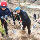 나주시 식목일 기념 ‘편백 3000주’ 식재[e미래뉴스] 이미지