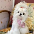 뽀글리 | 혈통말티즈분양 혈통견 말티즈 콧망울이 예쁜 5개월령 미니말티즈 왕자님 분양 정보