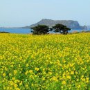 노랑제주 이미지