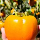 해진농장 이미지