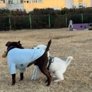 미리약국 | 강아지 진드기약 외부구충제 <브라벡토> 미리 쟁여두기로 해서 쓰는 구매후기(약국, 동물병원 비교)