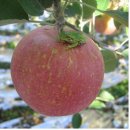 ＜사과 &사과즙 할인행사＞껍질째 먹는친환경 충주한방사과! 사과의 왕 "부사" 판매시작!!! 이미지