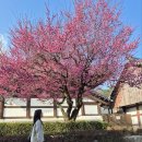 홍매화PC방 네이버블로그