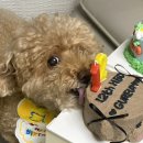 치치까까 이미지