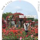 사람이 꽃보다 아름 | 경남 밀양 장미공원 대구 근교 드라이브 꽃구경 아리랑길