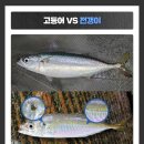 생선 이미지
