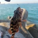중리낚시 | 부산 영도 낚시포인트 피아크 옆, 중리방파제 후기 (화장실o)