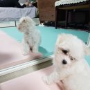 안 수의과병원 이미지