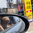 한스애견 이미지