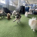 댕스미스 | [내돈내산] 대구 북구 침산동 강아지 유치원 댕스미스 후기