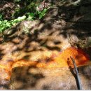 불바라기팬션 이미지