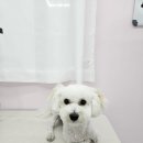 이쁜멍멍 이미지