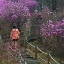 부천 원미산 진달래 이미지