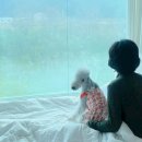 댕댕포레스트 이미지
