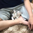 그루밍 사랑 이미지