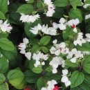 소금꽃정원 이미지