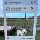 슈가몽 애견펜션 네이버블로그