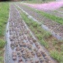 청석농장 이미지