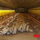 오리농장 이미지