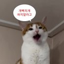 한화광고 | 한화임신준비보험 가입 솔직후기(광고X)ㅣ내가보려고 헷갈렸던 것들 정리함.
