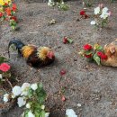 해바라기 하나 | 밴쿠버 여름축제 리치몬드 해바라기 축제(Richmond Sunflower Festival)