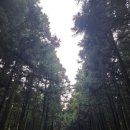 성산약수 | 11월 제주여행추천/제주절물자연휴양림/13개월아기랑 산책 등반